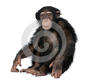 Young Chimpanzee - Simia troglodytes (5 years old) photo