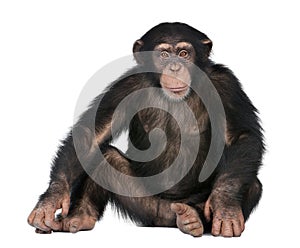 Young Chimpanzee - Simia troglodytes (5 years old) photo