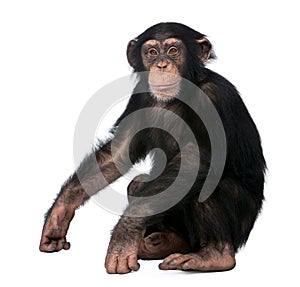 Young Chimpanzee, Simia troglodytes, 5 years old photo
