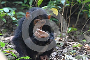 Young chimpanzee sitting