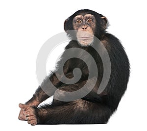 Young Chimpanzee sitting - Simia troglodytes 5 years old photo