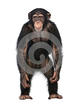 Young Chimpanzee standing up like a human - Simia photo