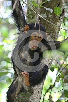 Young chimpanzee on a tree