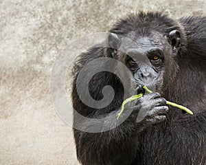 Young chimpanzees.