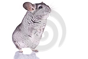 Young Chinchilla photo