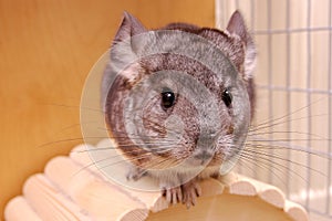 young chinchilla