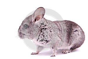 Young Chinchilla