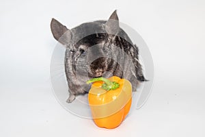 young chinchilla in front of white background
