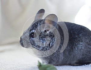 Young Chinchilla