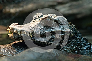 Young Chinese alligator headshot