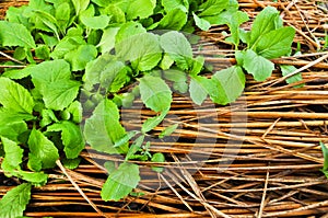 Young chinese cabbage