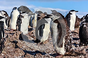 Young chinstrap penguin standing among his colony members gather