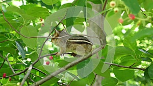 Young chipmunk hides in tree branches