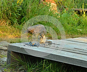 A young chipmunk sits on a wooden platform eating fresh wild berries and nuts