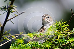 Young Chipping Sparrow Perched on a Branch