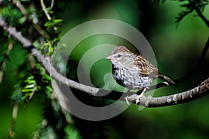 Young Chipping Sparrow