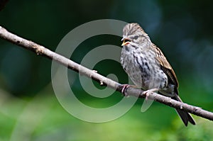 Young Chipping Sparrow Perched on a Branch