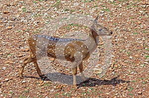 Young chital or cheetal deer