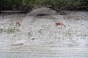 Young chital deer, Axis axis, Mangrove forest, Sundarbans, Ganges delta, India