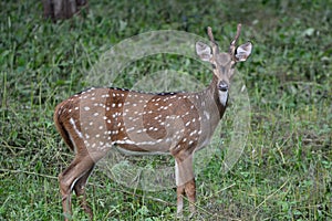 Young Chital Stag