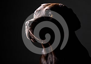 Young Chocolate Labrador