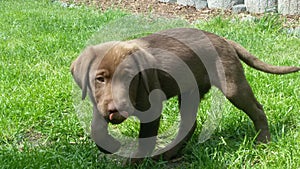 Young chocolate labrador