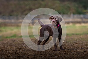 Young chocolate Labrador retriever in a field, head tilted slightly, looking up with trusting eyes