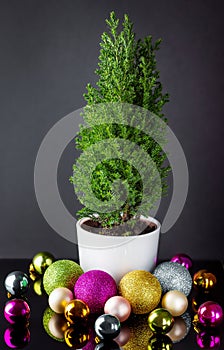 Young Christmas tree in a pot and decorations on a dark background.