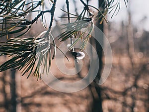 Young Christmas tree in early spring on a clear day