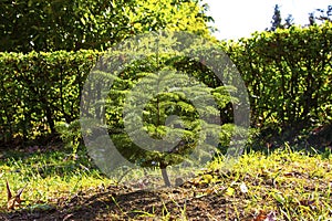Young Christmas tree in the Park one coniferous small tree outdoors on a sunny spring day