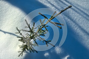 A young Christmas tree