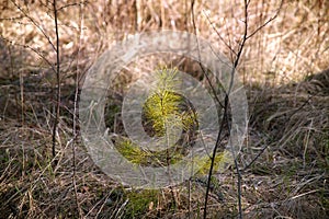 Young Christmas tree among the tall grass in the woods