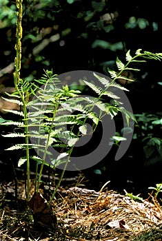 Young Cinnamon Fern   60488