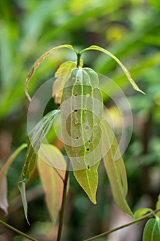 Young cinnamon plant leaves with holes, eaten by pests