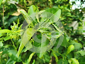 Young citrus leaves damaged from lavae of leaf miner insect photo