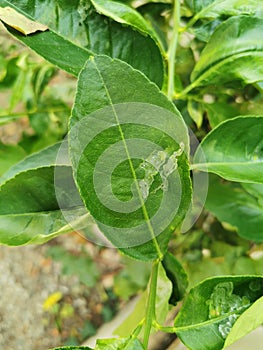 Young citrus leaves damaged from lavae of leaf miner insect photo