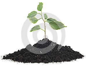 Young citrus plant seedling stands on the ground, isolated on white background.