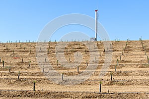 Young citrus plants in a terraced field under blue sky in autumn