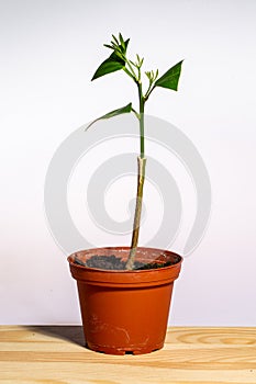 Young growing citrus tree graft