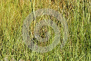 Young Clapper Rail in marsh grass