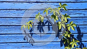 Young Climbing Leaves And Blue Wooden Wall