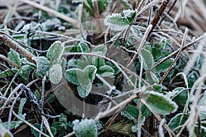 Young clover leaves covered with white hoarfrost. Autumn or spring frost