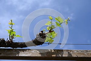 Young cluster of grapes in blossom on old grape vine on vineyard