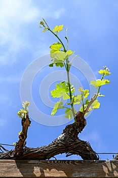 Young cluster of grapes in blossom on old grape vine on vineyard