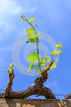 Young cluster of grapes in blossom on old grape vine on vineyard