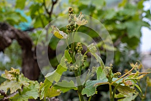 Young cluster of grapes blossoming on old grape plant on vineyard