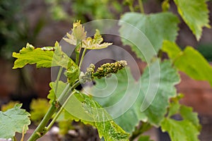 Young cluster of grapes blossoming on old grape plant on vineyard