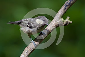 Young Coal tit perched on thin branch