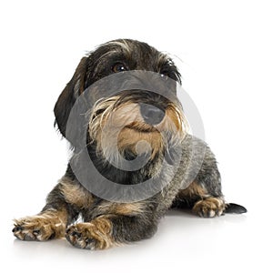 Young Coarse haired Dachshund photo