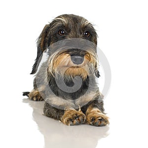 Young Coarse haired Dachshund